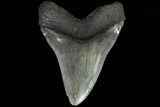 Monster, Fossil Megalodon Tooth - Georgia #82678-2